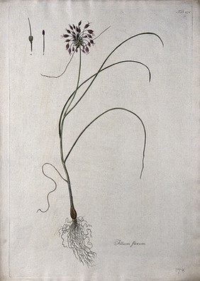 A plant (Allium flexum) related to chives: entire flowering plant and floral segments. Coloured etching after J. Schütz, c.1802.