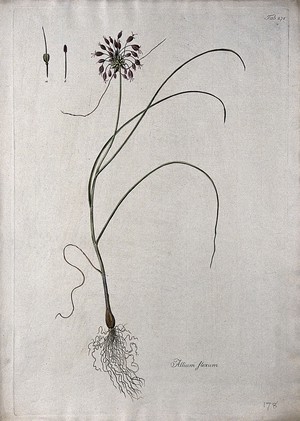 view A plant (Allium flexum) related to chives: entire flowering plant and floral segments. Coloured etching after J. Schütz, c.1802.