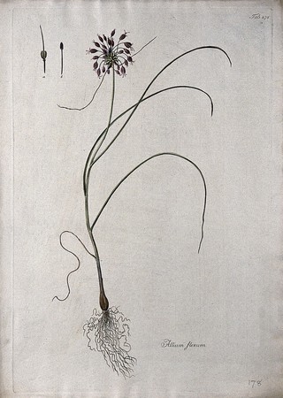 A plant (Allium flexum) related to chives: entire flowering plant and floral segments. Coloured etching after J. Schütz, c.1802.