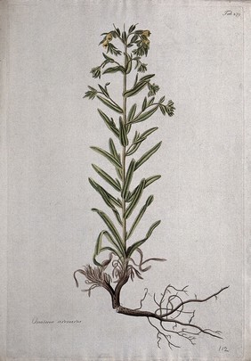 Onosma arenaria: entire flowering plant and seed. Coloured etching after J. Schütz, c.1802.