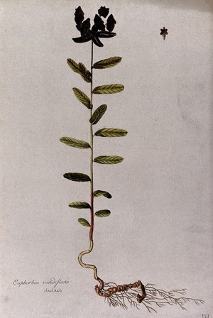 view A plant (Euphorbia viridiflora) related to spurge: entire flowering plant with separate flower. Coloured etching after J. Schütz, c.1802.