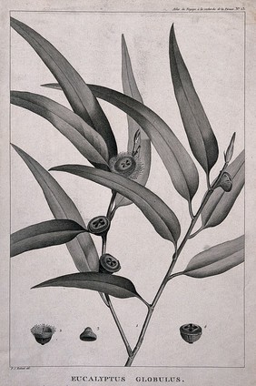 Blue gum or fever tree (Eucalyptus globulus Labill.): flowering and fruiting stem with floral segments. Engraving by C. Dien, c.1798, after P. J. Redouté.