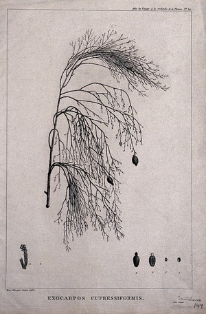 view Ballot (Exocarpos cupressiformis Lab.): flowering and fruiting stem with floral segments. Engraving, c.1798, after P. J. Redouté and J. Piron.