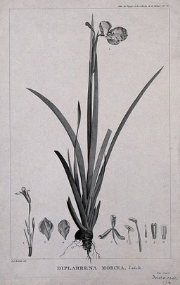 Diplarrhena moroea Labill.: flowering and fruiting stem with floral segments. Engraving by C. Dien, c.1798, after P. J. Redouté.