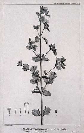 Australian fuchsia (Correa alba Andrews): flowering stem with floral segments. Engraving by C. Dien and J. L. Perée, c.1798, after P. J. Redouté.