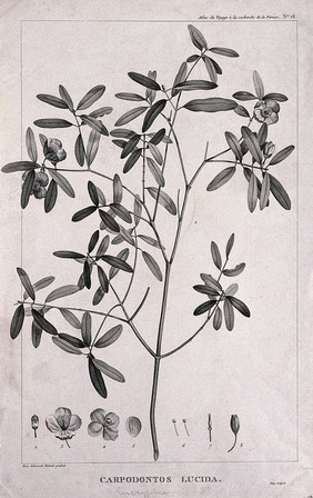 Leatherwood (Eucryphia lucida (Labill.) Baill.): flowering stem with floral segments. Engraving, c.1798, after P. J. Redouté and J. Piron.