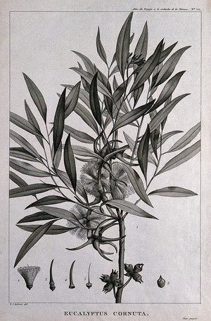 view Yate (Eucalyptus cornuta Labill.): flowering and fruiting stem with floral segments. Engraving by C. Dien, c.1798, after P. J. Redouté.