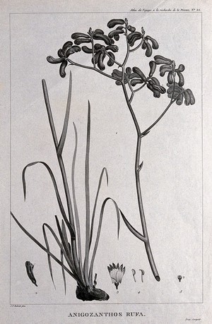 view Kangaroo paw (Anigozanthos rufa): flowering stem in 2 sections with floral segments. Engraving by C. Dien, c.1798, after P. J. Redouté.