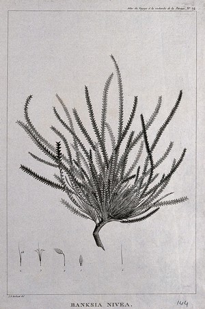 view Dryandra nivea: flowering stem with floral segments. Engraving by C. Dien, c.1798, after P. J. Redouté.