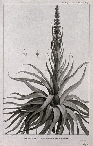 view Dracophyllum verticillatum: flowering stem with floral segments. Engraving by P. Maleuvre, c.1798, after P. J. Redouté after J. Piron.