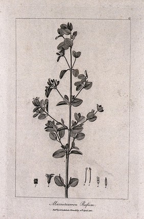 Australian fuchsia (Correa rufa): flowering stem with floral segments. Engraving, c.1800, after P. J. Redouté.