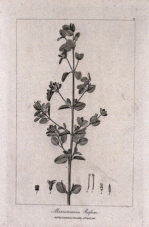 view Australian fuchsia (Correa rufa): flowering stem with floral segments. Engraving, c.1800, after P. J. Redouté.