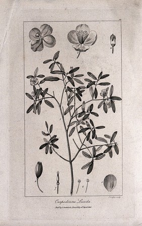 Leatherwood (Eucryphia lucida (Labill.) Baillon): flowering stem with floral segments. Engraving by F. Sansom, c.1800, after P. J. Redouté.