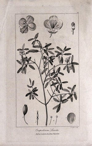 view Leatherwood (Eucryphia lucida (Labill.) Baillon): flowering stem with floral segments. Engraving by F. Sansom, c.1800, after P. J. Redouté.
