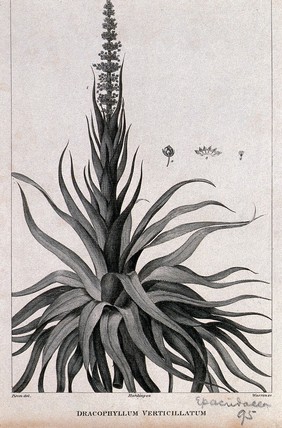 Dracophyllum verticillatum: flowering stem with floral segments. Engraving by C.T. Warren, c.1800, after J. Piron.