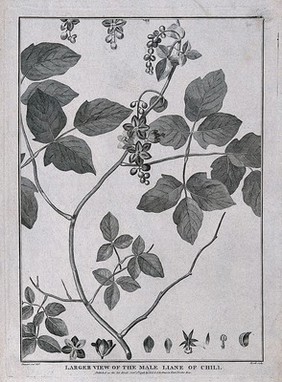 Male liane of Chilli (Lardizabala biternata Ruíz & Pavón): flowering stem and floral segments. Engraving by Heath, c.1798, after Prevost.