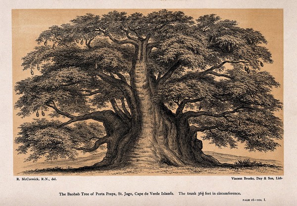 Baobab tree (Adansonia digitata L.) with swollen trunk. Lithograph after R. McCormick, c. 1884.