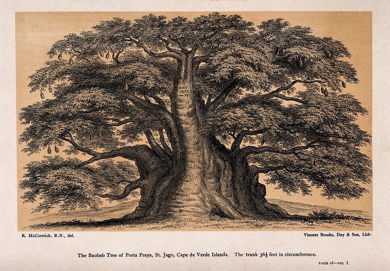 Baobab tree (Adansonia digitata L.) with swollen trunk. Lithograph