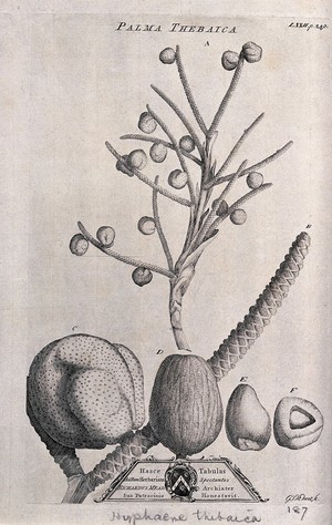 view Doum palm (Hyphaene thebaica (L.) C.Martius): fruiting stem and fruit segments. Etching by G. D. Ehret, c. 1743.