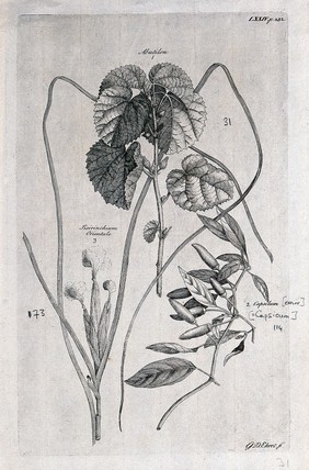 A fruiting Abutilon species, a fruiting pepper plant (Capsicum sp.) and a flowering Sisyrinchium orientale. Etching by G. D. Ehret, c. 1743, after himself.