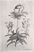 view A fruiting stem of Colutea orientalis, a flowering Lunaria fruticosa, a flowering Jacobæa ægyptiaca and a fruiting stem of Astragalus orientalis. Etching by G. D. Ehret, c. 1743, after himself.