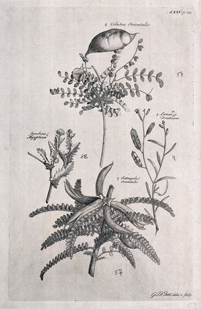 A fruiting stem of Colutea orientalis, a flowering Lunaria fruticosa, a flowering Jacobæa ægyptiaca and a fruiting stem of Astragalus orientalis. Etching by G. D. Ehret, c. 1743, after himself.
