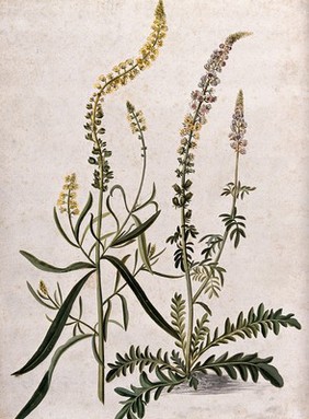 A plant (Reseda sp.) related to Dyer's rocket: flowering plant with separate flowering stem. Watercolour, 17--.