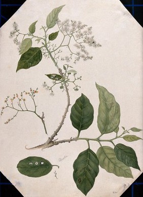 A species of Ehretia: large flowering stem with separate leaf, fruit and flowers. Watercolour, 17--.