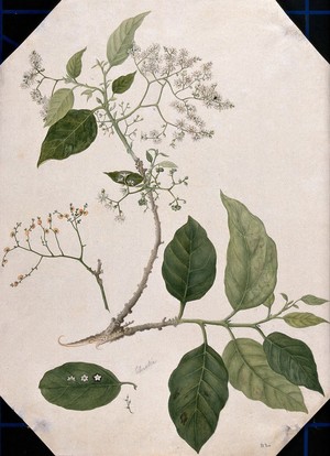 view A species of Ehretia: large flowering stem with separate leaf, fruit and flowers. Watercolour, 17--.