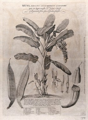 Banana plant (Musa species): flowering and fruiting plant with stolons and separate floral segments and sectioned fruit, also a description of the plant's growth, anatomical labels and a scale bar. Etching by G. D. Ehret, c. 1742, after himself.