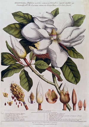 view A Magnolia species: flowering stem with labelled floral segments, fruit and seed. Coloured etching by G. D. Ehret, c.1737, after himself.