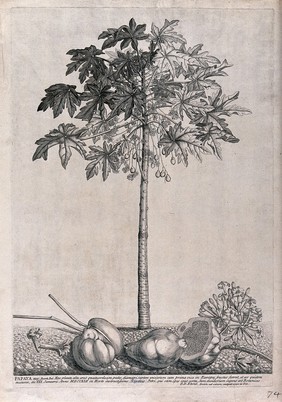 Papaya, pawpaw or melon tree (Carica papaya L.): flowering and fruiting tree with flowers and fruit lying on the ground beneath. Etching by G. D. Ehret, 1742, after himself.