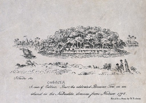 A famous banyan tree (Ficus benghalensis L.), named Cubbeer Burr, on a river island in India. Lithograph by W. Stoker, 1811, after J. Forbes, 1778.
