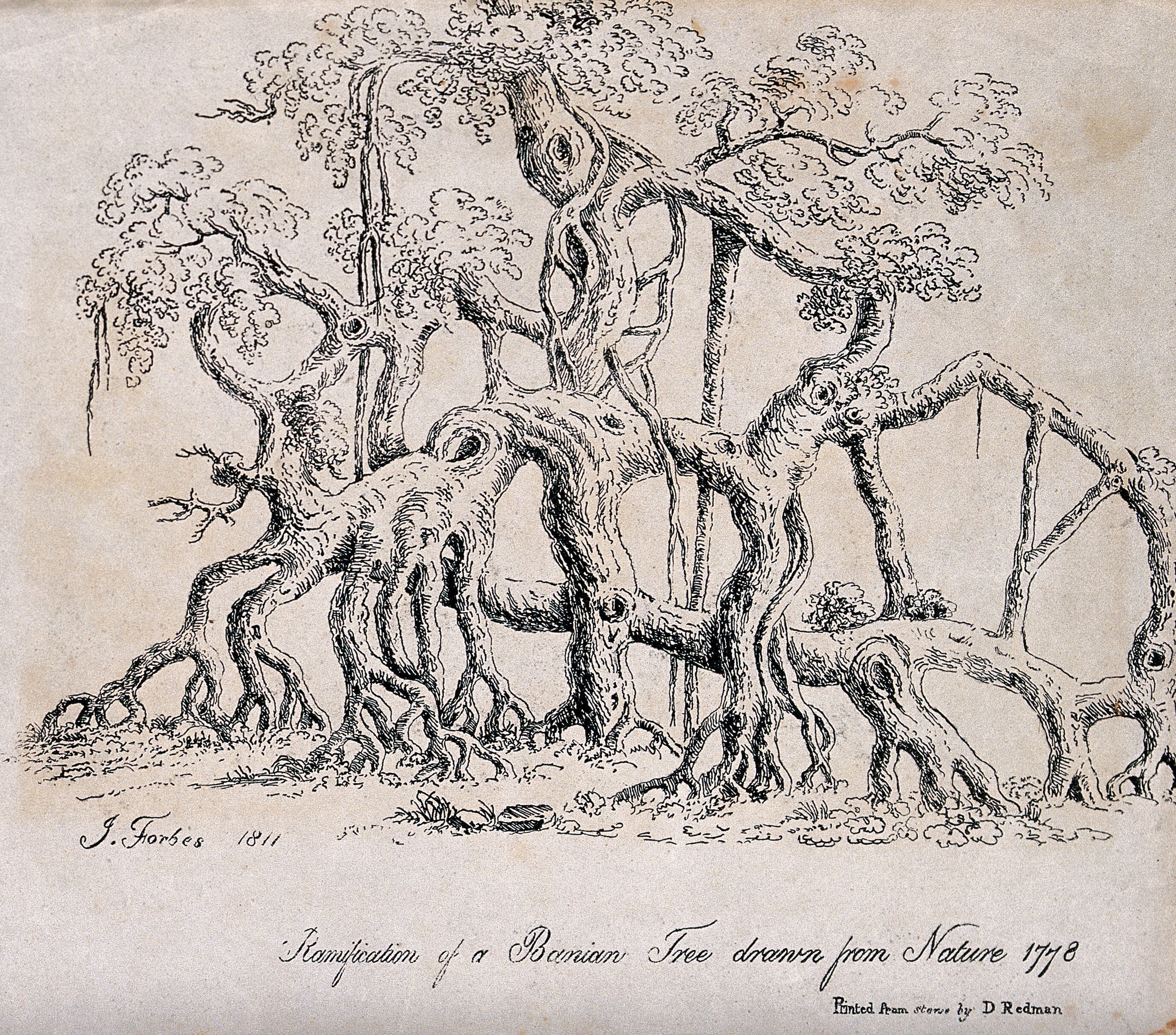 Banyan Tree Ficus Benghalensis L With Many Trunks Lithograph