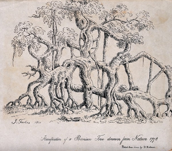Banyan tree (Ficus benghalensis L.) with many trunks. Lithograph by W. Stoker, 1811, after J. Forbes, 1778.