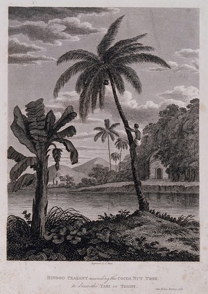 view A man climbing a coconut palm (Cocos nucifera L.) which stands by a banana plant (Musa sp.), in a waterside setting in Bombay, India. Engraving by J. Shury after J. Forbes, 1768.