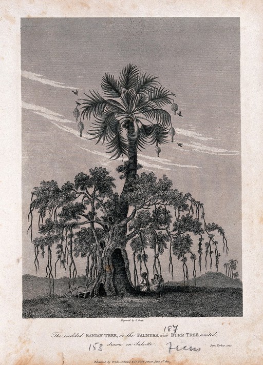 A spreading banyan tree (Ficus benghalensis L.) growing on a palmyra palm (Borassus flabellifer L.) and sheltering 2 people. Engraving by J. Greig, after J. Forbes, 1774.