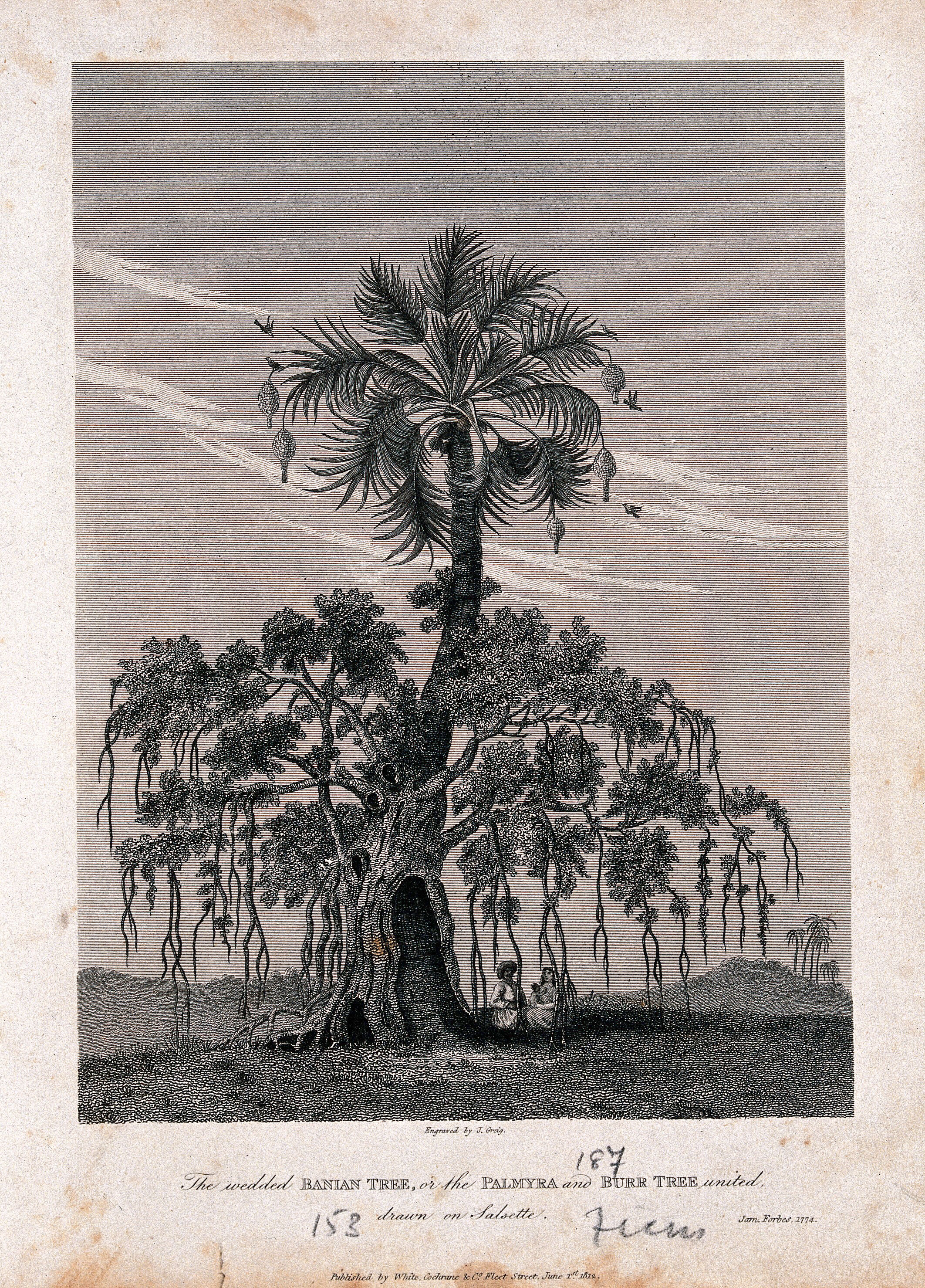 A Spreading Banyan Tree Ficus Benghalensis L Growing On A