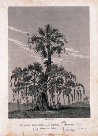 A spreading banyan tree (Ficus benghalensis L.) growing on a palmyra palm (Borassus flabellifer L.) and sheltering 2 people. Engraving by J. Greig, after J. Forbes, 1774.