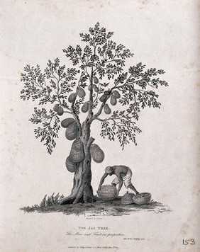 Jak or jack tree (Artocarpus heterophyllus Lam.) with man collecting the fallen fruit. Engraving by J. Storer after J. Forbes, 1767.