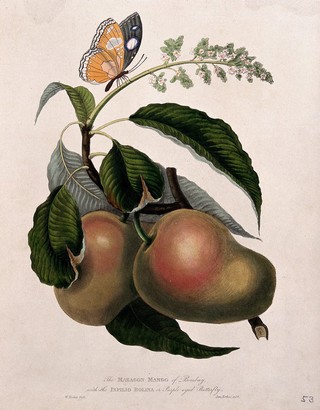 Mango (Mangifera indica L.) flower and fruit with a purple-eyed butterfly (Papilio sp.). Coloured aquatint by W. Hooker after J. Forbes, 1768.