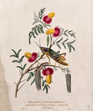 view Wattle (Acacia sp.) flowering stem with a blue locust and a faggot caterpillar emerging from its nest. Coloured aquatint by W. Hooker after J. Forbes, 1779.