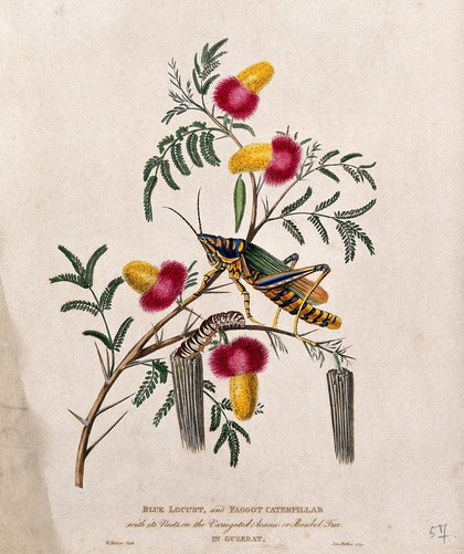 Wattle (Acacia sp.) flowering stem with a blue locust and a faggot caterpillar emerging from its nest. Coloured aquatint by W. Hooker after J. Forbes, 1779.