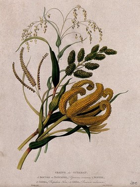 Four seedheads of different grasses (Gramineae species): Cynosorus crocanus, buntee?, Paspalum kora and Panicum miliaceum or common millet. Coloured aquatint by W. Hooker after J. Forbes, 1780.