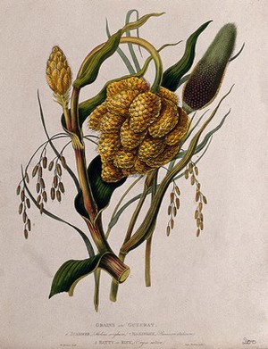 view Seedheads of pasture grass (Holcus sp.), millet (Panicum sp.) and rice (Oryza sativa). Coloured aquatint by W. Hooker after J. Forbes, 1780.