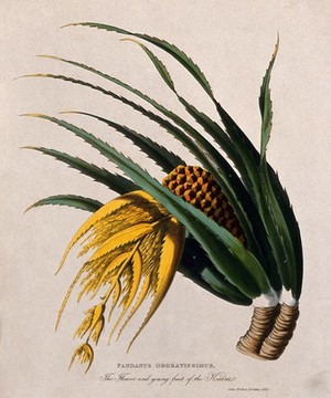 view Ketaki (Pandanus tectorius Sol. ex Parkinson): flower and young fruit. Coloured aquatint after J. Forbes, 1769.