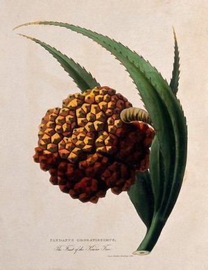 view Ketaki (Pandanus tectorius Sol. ex Parkinson): mature fruit. Coloured aquatint after J. Forbes, 1769.