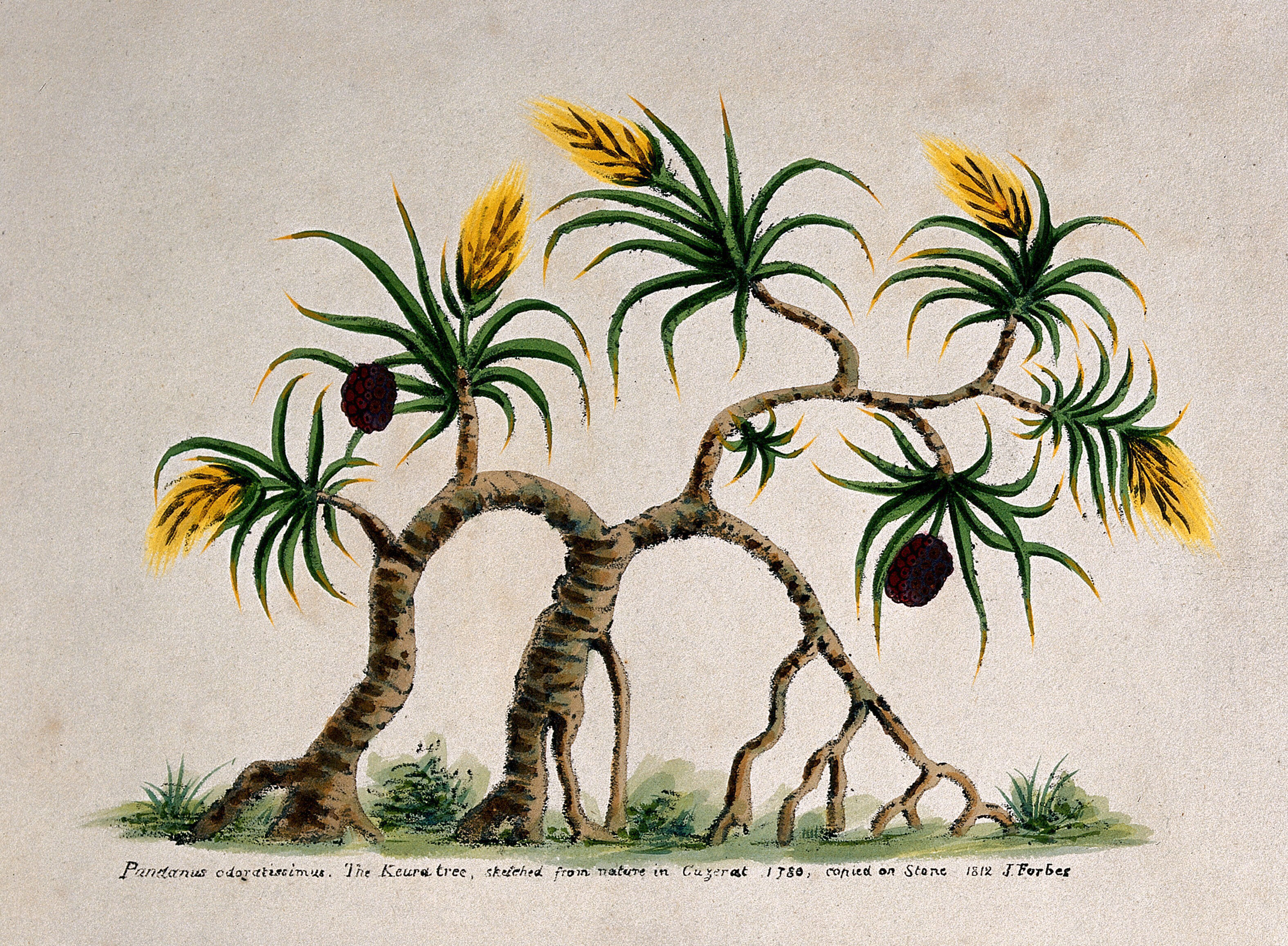 Ketaki Pandanus Tectorius Sol Ex Parkinson Tree Bearing Flowers And Fruit Coloured Lithograph 1780 After J Forbes 1812 Wellcome Collection Gera flowers have been part of our culture and heritage since ages. ketaki pandanus tectorius sol ex