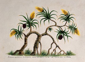 view Ketaki (Pandanus tectorius Sol. ex Parkinson): tree bearing flowers and fruit. Coloured lithograph, 1812, after J. Forbes, 1780.