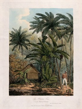 Krakatoa: plantain trees (Musa x paradisiaca) and coconut palms (Cocos nucifera) in a forest clearing, with native man and his hut. Coloured soft-ground etching after J. Webber, 1788.